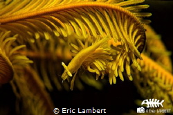 Beauty of the yellow by Eric Lambert 